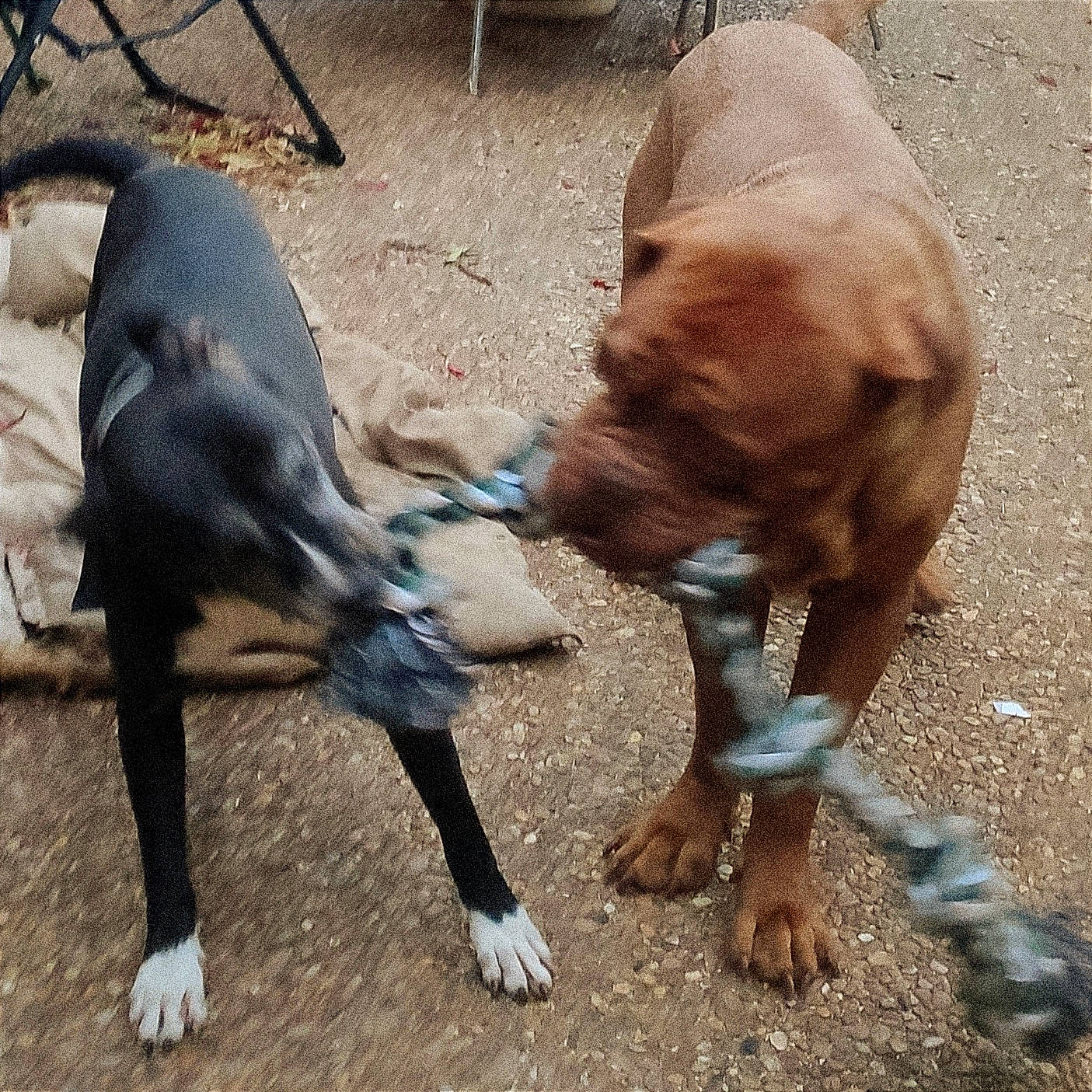Tango participe au concours pour gagner de l'argent avec cette photo : bovine, collar, cow_goat_family, dairy, dog_breed, fawn, fur, goat, goat_antelope, goats, horn, liver, livestock, mammal, pack_animal, pet_supply, tail, terrestrial_animal, vertebrate, working_animal