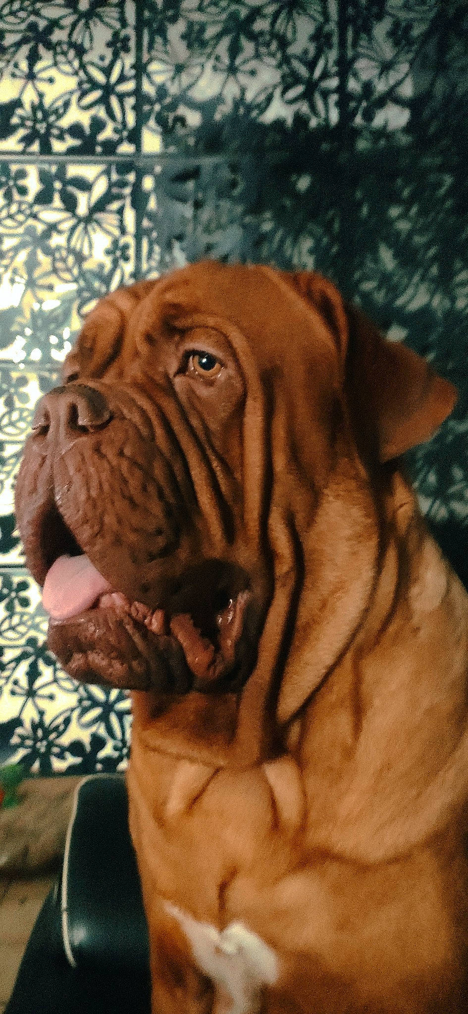 Tango participe au concours pour gagner de l'argent avec cette photo : bulldog, canidae, carnivore, companion_dog, dog, dog_breed, dog_collar, fawn, fur, liver, molosser, ori_pei, plant, shar_pei, snout, sporting_group, terrestrial_animal, working_animal, working_dog, wrinkle