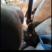 Indigo joined the competition — help win amazing prizes! dog, black_dog, couch, blanket, indoor, pet, animal, playful, lying_down, relaxed, fur, leg, eyes, face, resting, background, furniture, living_room, canine, domestic_animal