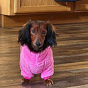 Maisie joined the competition — help win amazing prizes! dog, dachshund, pet, indoor, pink_sweater, wooden_floor, cute, small_dog, fur, canine, animal, looking_up, adorable, fluffy, domestic_animal, portrait, standing, brown_dog, long_ears, cozy