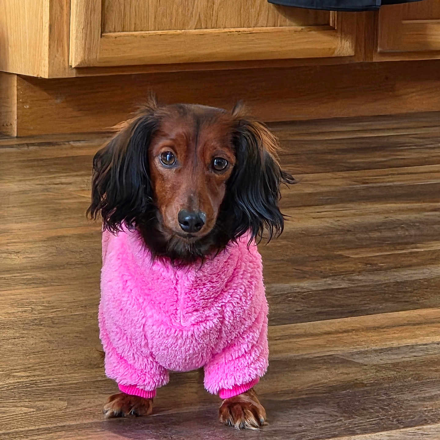 Maisie joined the competition — help win amazing prizes! dog, dachshund, pet, indoor, pink_sweater, wooden_floor, cute, small_dog, fur, canine, animal, looking_up, adorable, fluffy, domestic_animal, portrait, standing, brown_dog, long_ears, cozy