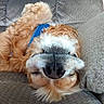 animal, bandana, canine, closeup, couch, cute, dog, domestic, fluffy, friendly, fur, golden_retriever, gray, indoor, laying, mammal, nose, pet, relaxed, upside_down