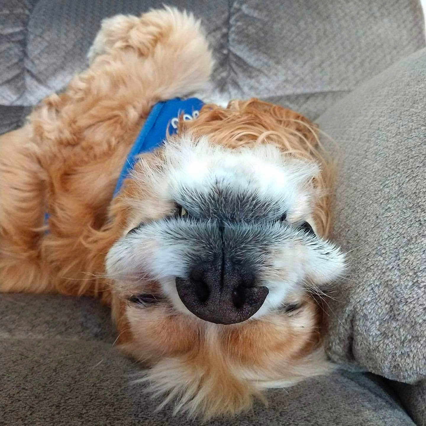 Bailey joined the competition — help win amazing prizes! dog, golden_retriever, upside_down, nose, couch, gray, fur, pet, canine, bandana, relaxed, indoor, fluffy, cute, animal, laying, closeup, friendly, domestic, mammal