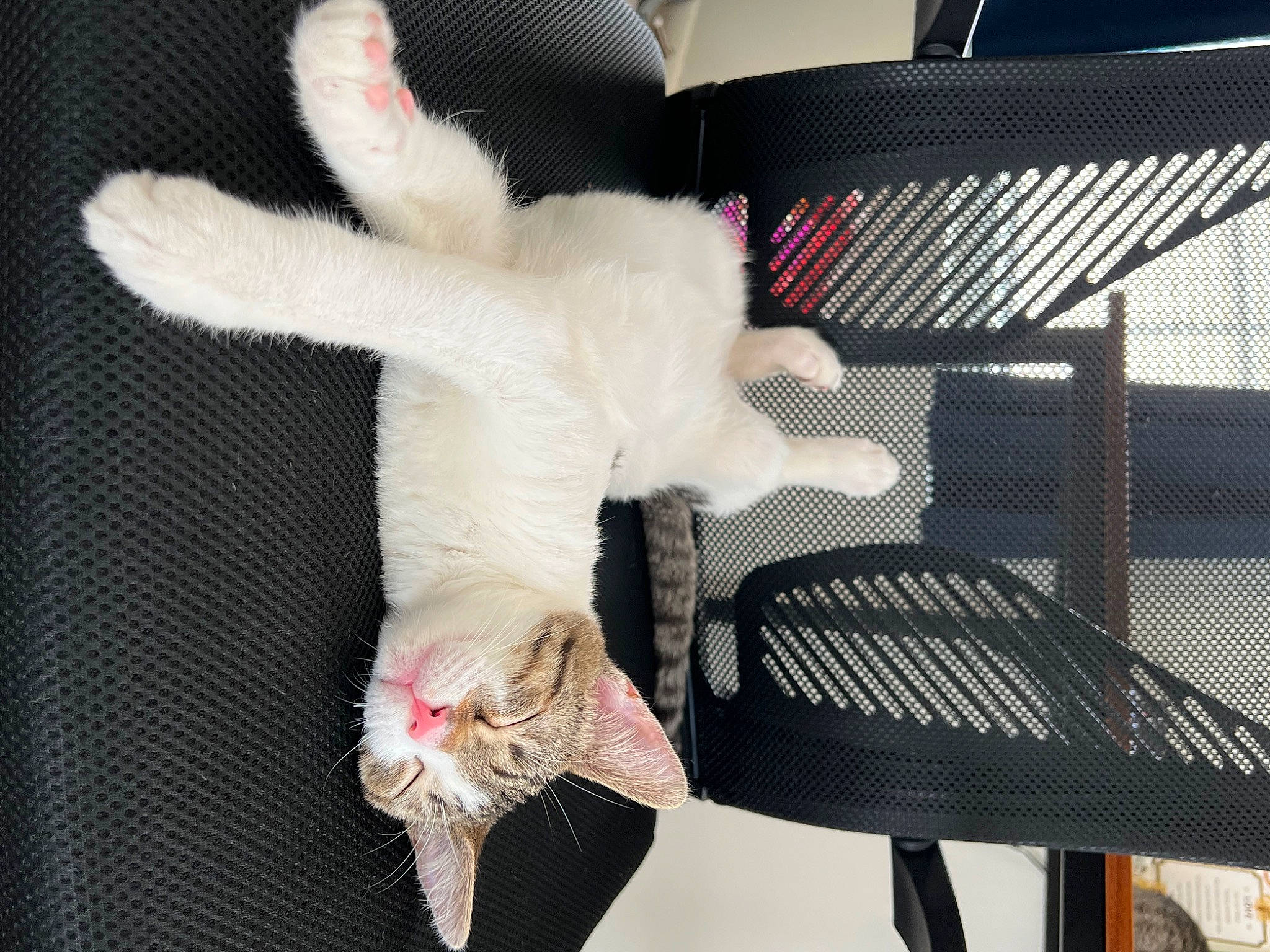 Ferris joined the competition — help win amazing prizes! animal_shelter, automotive_lighting, cage, carnivore, cat, comfort, companion_dog, domestic_short_haired_cat, fawn, felidae, fur, grille, mesh, paw, small_to_medium_sized_cats, snout, stuffed_toy, tail, whiskers, wing