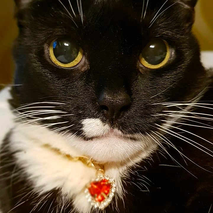 Twiglet is registered to the contest to win money with this photo: animal, black_and_white_fur, cat, close_up, collar, cute, domestic_cat, face, feline, fur, heart_pendant, indoor, mustache, nose, pet, portrait, tuxedo_cat, whiskers, yellow_eyes