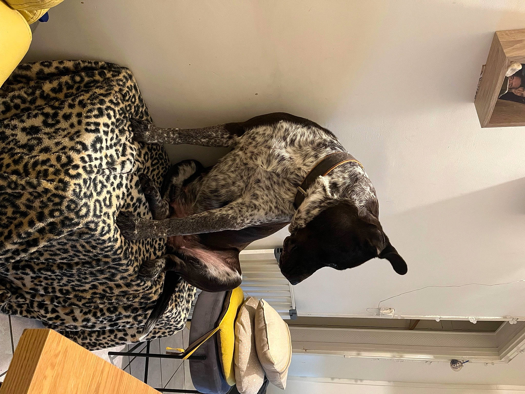 Fidji a rejoint le concours — aidez-le/la à gagner de superbes lots ! art, beak, bird, ceiling, fashion_accessory, fashion_design, feather, flooring, hat, interior_design, metal, pattern, reptile, room, shelf, tourist_attraction, visual_arts, wing, wood