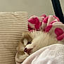 Mocka participe au concours pour gagner de l'argent avec cette photo : animal, blanket, canine, comfort, cozy, cushion, cute, dog, fur, home, indoor, nap, pet, puppy, relaxing, resting, sleepy, snuggling, soft, warm