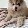 animal, blanket, cozy, cute, dog, ears, face, fluffy, fur, indoors, looking_at_camera, lying_down, nose, paw, pet, portrait, puppy, small, soft, young