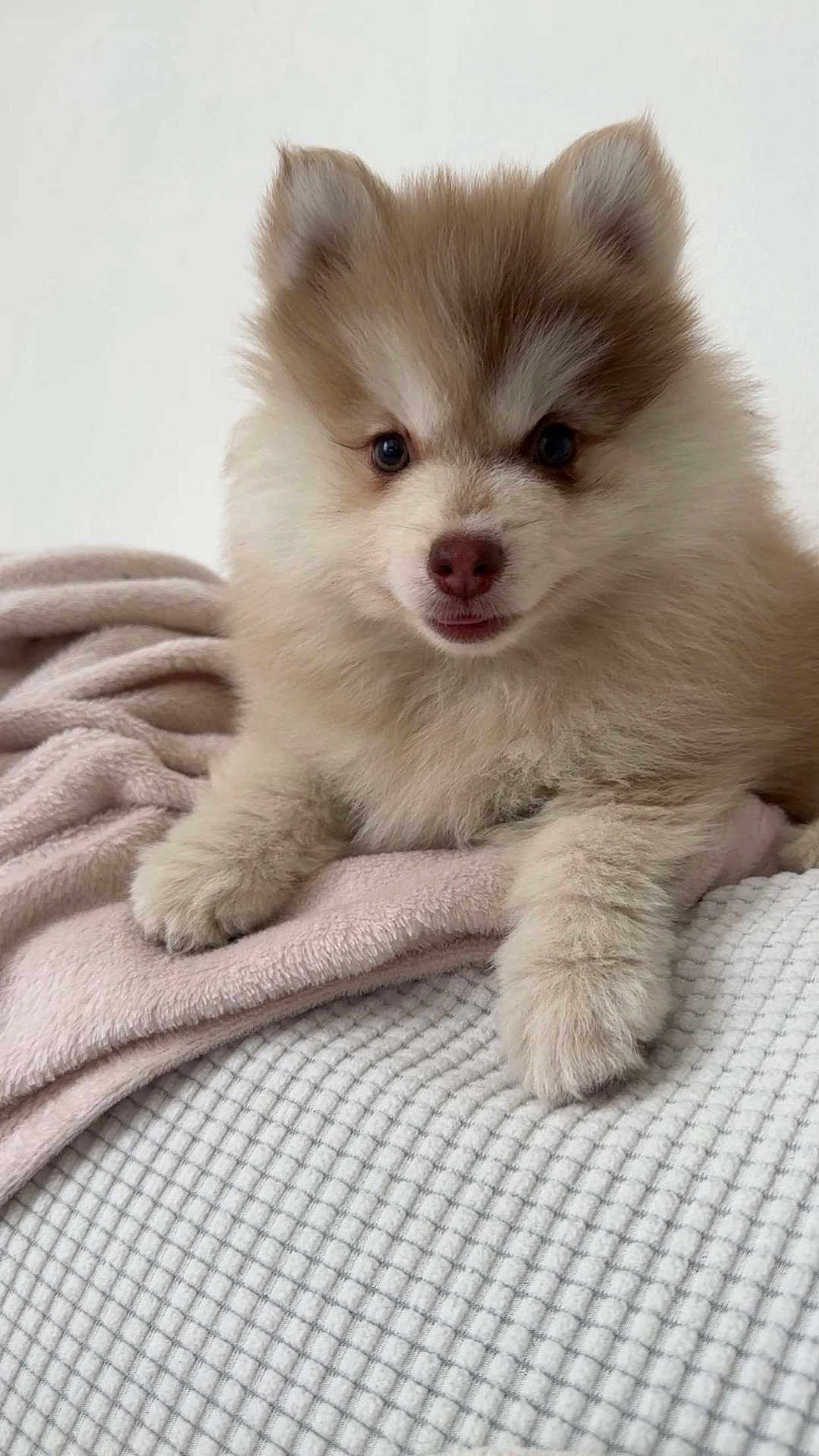 Mocka a rejoint le concours — aidez-le/la à gagner de superbes lots ! animal, blanket, cozy, cute, dog, ears, face, fluffy, fur, indoors, looking_at_camera, lying_down, nose, paw, pet, portrait, puppy, small, soft, young