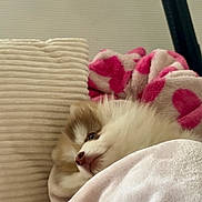 Mocka a rejoint le concours — aidez-le/la à gagner de superbes lots ! animal, blanket, canine, comfort, cozy, cushion, cute, dog, fur, home, indoor, nap, pet, puppy, relaxing, resting, sleepy, snuggling, soft, warm