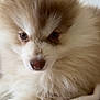 Mocka participe au concours pour gagner de l'argent avec cette photo : adorable, animal, blanket, closeup, companion, cozy, cute, dog, ears, face, fluffy, fur, indoor, mammal, nose, pet, puppy, resting, soft, young