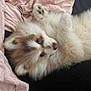 adorable, animal, blanket, cozy, cute, dog, ears, face, fluffy, fur, indoors, lying_down, nose, paw, pet, pink, puppy, resting, soft, young