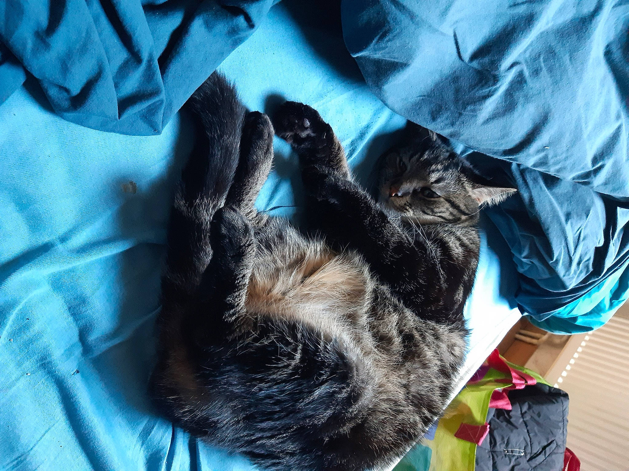 Krusty participe au concours pour gagner de l'argent avec cette photo : canidae, carnivore, cat, claw, comfort, companion_dog, dog_breed, electric_blue, felidae, fur, gesture, linens, nap, sleeve, small_to_medium_sized_cats, snout, sporting_group, tail, textile, whiskers