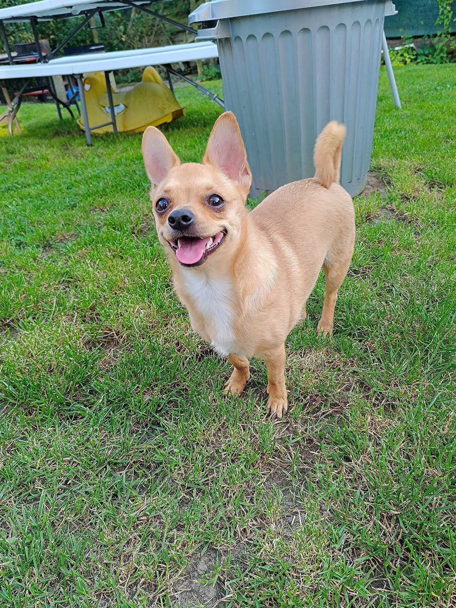 Moka participe au concours pour gagner de l'argent avec cette photo : canidae, carnivore, chair, chihuahua, collar, companion_dog, dog, dog_breed, dog_clothes, dog_collar, dog_supply, fawn, fence, grass, plant, snout, sporting_group, tail, toy_dog, working_animal
