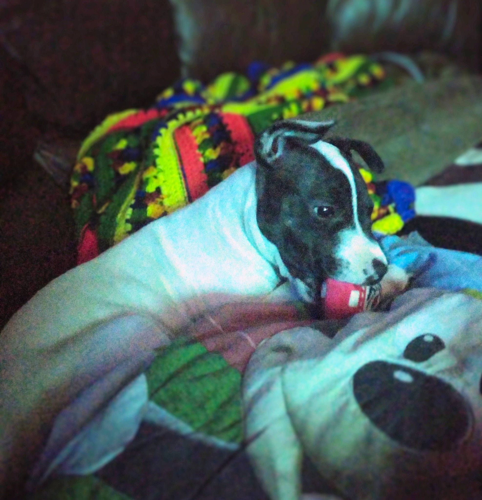 Angelina is registered to the contest to win money with this photo: canidae, carnivore, comfort, companion_dog, dog, dog_breed, dog_clothes, dog_supply, fawn, guard_dog, linens, nap, non_sporting_group, pattern, sporting_group, tail, terrier, toy_dog, whiskers, working_animal