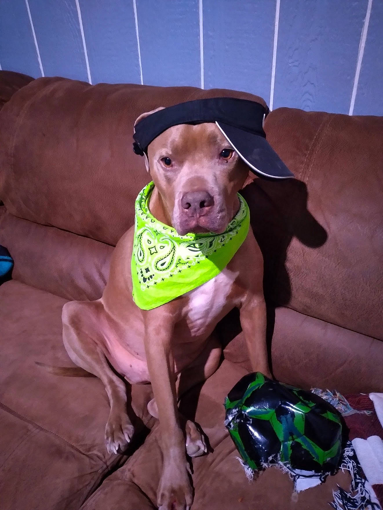 Cash is registered to the contest to win money with this photo: canidae, carnivore, collar, comfort, companion_dog, couch, dog, dog_breed, dog_collar, dog_supply, fawn, gun_dog, liver, pet_supply, pointing_breed, snout, sporting_group, watch, whiskers, working_animal