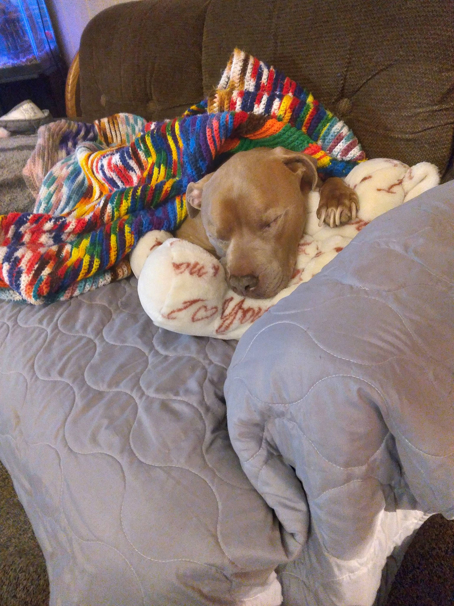 Cash Money is registered to the contest to win money with this photo: bedding, bedtime, canidae, carnivore, comfort, companion_dog, computer_keyboard, couch, dog, dog_breed, duvet, fawn, fur, linens, liver, pillow, sporting_group, television, wood, working_animal