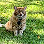 Oliver is registered to the contest to win money with this photo: cat, orange_tabby, grass, outdoor, collar, pet, animal, fur, whiskers, nature, sunlight, greenery, sitting, meowing, tag, domestic_cat, cute, fluffy, portrait, daylight