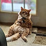 Oliver is registered to the contest to win money with this photo: cat, orange_tabby, fluffy, sitting, indoor, carpet, collar, pet, feline, window, natural_light, relaxed, cute, fur, animal, domestic, cozy, portrait, looking_at_camera, whiskers