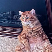 Oliver is registered to the contest to win money with this photo: cat, orange_tabby, fluffy, sitting, indoor, carpet, fireplace, relaxed, pet, feline, portrait, cute, whiskers, ears, fur, animal, domestic, cozy, resting, calm