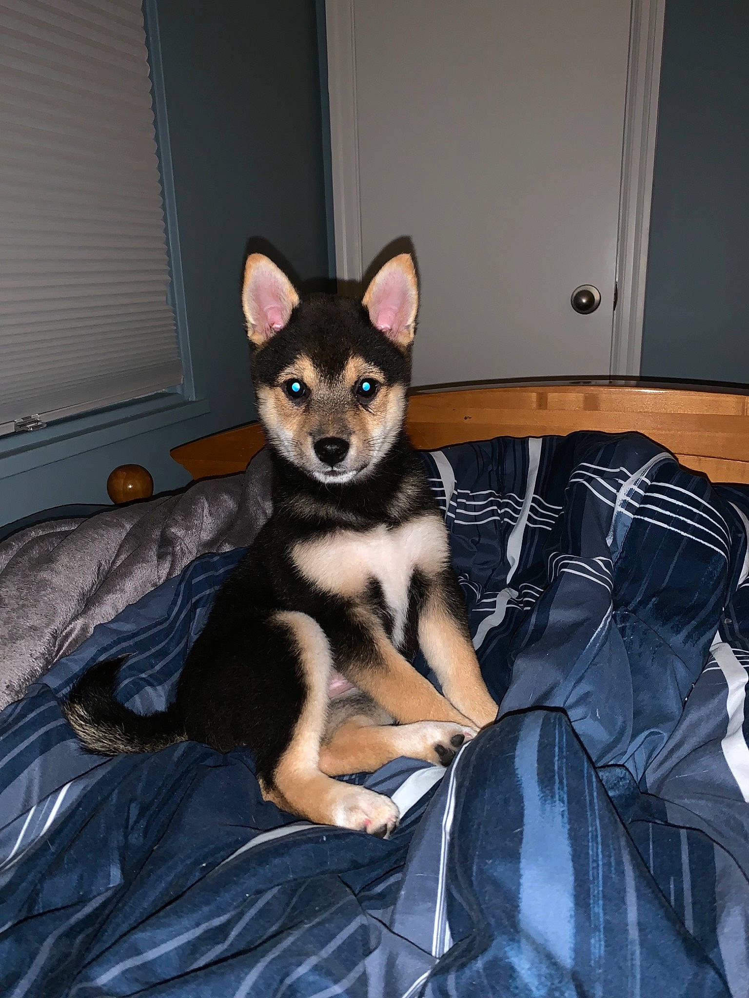 Gracey is registered to the contest to win money with this photo: alaskan_klee_kai, canidae, canis, carnivore, dog, dog_breed, lapponian_herder, mammal, non_sporting_group, norwegian_lundehund, puppy, shiba_inu, siberian_husky, vertebrate, wolfdog