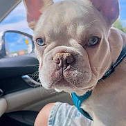 Breezy joined the competition — help win amazing prizes! dog, puppy, french_bulldog, blue_eyes, close_up, car_interior, harness, pet, cute, animal, canine, indoor, person, lap, window, daylight, sky, seat, denim_shorts, curious