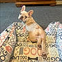 Breezy is registered to the contest to win money with this photo: dog, puppy, french_bulldog, dog_bed, text_pattern, indoor, carpet, wooden_furniture, cute, pet, animal, looking_back, relaxing, small_dog, ears_up, home, cozy, paw, snout, curious