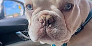 Breezy joined the competition — help win amazing prizes! dog, puppy, french_bulldog, blue_eyes, close_up, car_interior, harness, pet, cute, animal, canine, indoor, person, lap, window, daylight, sky, seat, denim_shorts, curious