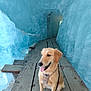 dog, golden_retriever, ice_cave, blue_ice, wooden_path, sitting, tongue_out, leash, harness, pet, animal, nature, cold, adventure, travel, outdoor, frozen, scenic, canine, companion
