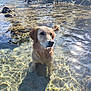 dog, golden_retriever, water, shallow_water, rocks, sunlight, reflection, outdoor, nature, animal, pet, canine, wet_fur, calm, daylight, sea, shore, peaceful, summer, landscape