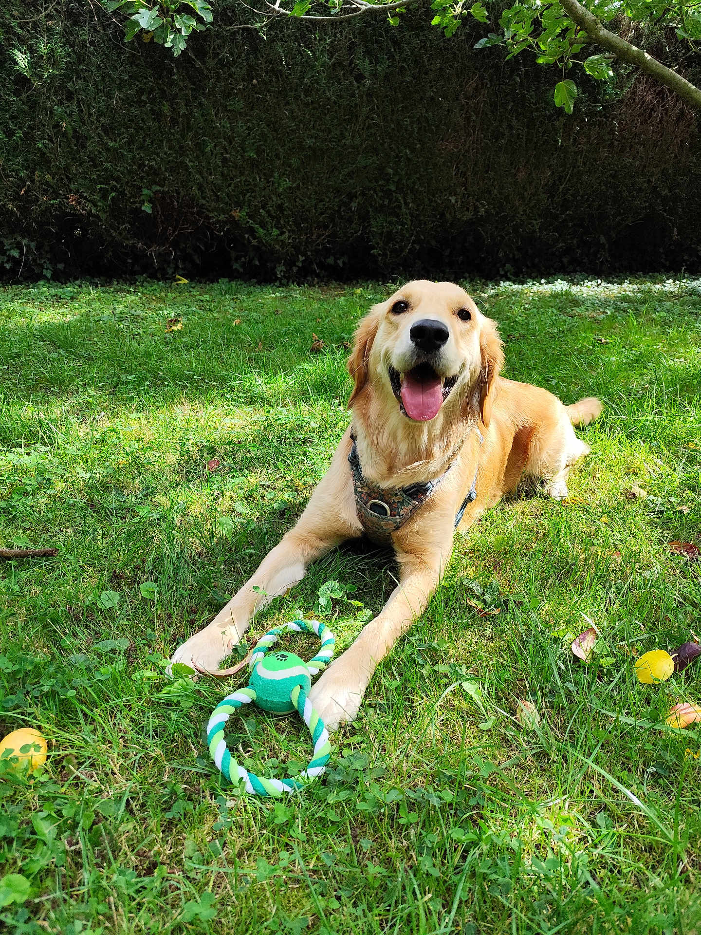 Foxie participe au concours pour gagner de l'argent avec cette photo : dog, golden_retriever, grass, toy, outdoor, pet, happy, smiling, sunlight, nature, playful, leaves, garden, canine, animal, muzzle, tongue_out, summer, greenery, collar