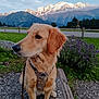 dog, golden_retriever, animal, pet, outdoor, mountain, nature, grass, flower, purple_flower, leash, harness, gravel, scenery, sky, cloud, wood, greenery, peaceful, landscape