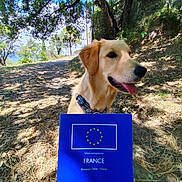Foxie a rejoint le concours — aidez-le/la à gagner de superbes lots ! dog, golden_retriever, outdoor, nature, trees, sunlight, passport, blue, grass, dirt_path, pet_passport, hand, happy, tongue_out, collar, summer, shade, forest, canine, animal