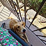 Foxie a rejoint le concours — aidez-le/la à gagner de superbes lots ! dog, puppy, golden_retriever, balcony, floor, railing, shadow, rocks, outdoor, sunlight, green_dress, floral_pattern, chair, pet, animal, cute, looking_up, tongue_out, relaxed, curious