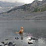 dog, golden_retriever, water, lake, rocks, mountains, clouds, nature, outdoor, reflection, calm, shallow_water, serene, mist, landscape, animal, pet, standing, wildlife, scenic
