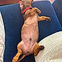 Flash a rejoint le concours — aidez-le/la à gagner de superbes lots ! dog, puppy, dachshund, sleeping, couch, indoor, pet, collar, relaxed, belly_up, paw, fur, tail, comfort, resting, home, cozy, animal, nap, red_collar