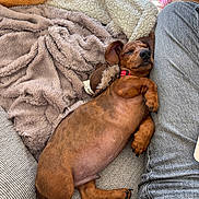 Flash a rejoint le concours — aidez-le/la à gagner de superbes lots ! dog, puppy, dachshund, sleeping, couch, blanket, plush_toy, person, jeans, resting, cozy, nap, indoor, pet, fur, brown_dog, relaxed, soft_texture, paw, snuggle