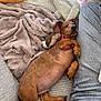 dog, puppy, dachshund, sleeping, couch, blanket, plush_toy, person, jeans, resting, cozy, nap, indoor, pet, fur, brown_dog, relaxed, soft_texture, paw, snuggle