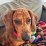 Flash participe au concours pour gagner de l'argent avec cette photo : dog, dachshund, puppy, close_up, red_collar, plush_toy, blanket, plaid, brown_fur, indoor, sofa, cute, pet, animal, ears, snout, eyes, fur_texture, home, cozy