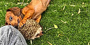 Flash participe au concours pour gagner de l'argent avec cette photo : puppy, dog, grass, toy, hedgehog_toy, playful, outdoor, pet, brown_dog, canine, fur, paw, leg, jeans, casual, greenery, nature, animal, relaxing, cute