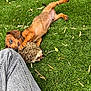 puppy, dog, grass, toy, hedgehog_toy, playful, outdoor, pet, brown_dog, canine, fur, paw, leg, jeans, casual, greenery, nature, animal, relaxing, cute