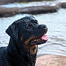 Myra a rejoint le concours — aidez-le/la à gagner de superbes lots ! animal, black, brown, canine, close_up, dog, ears, fur, happy, muzzle, nature, outdoor, pet, playful, portrait, rottweiler, summer, tongue_out, water, wet