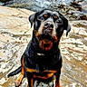Myra participe au concours pour gagner de l'argent avec cette photo : animal, black_and_tan, canine, dog, ears, expression, fur, looking_up, loyal, nature, outdoor, paw, pet, portrait, rock, rottweiler, sitting, stream, water, wet