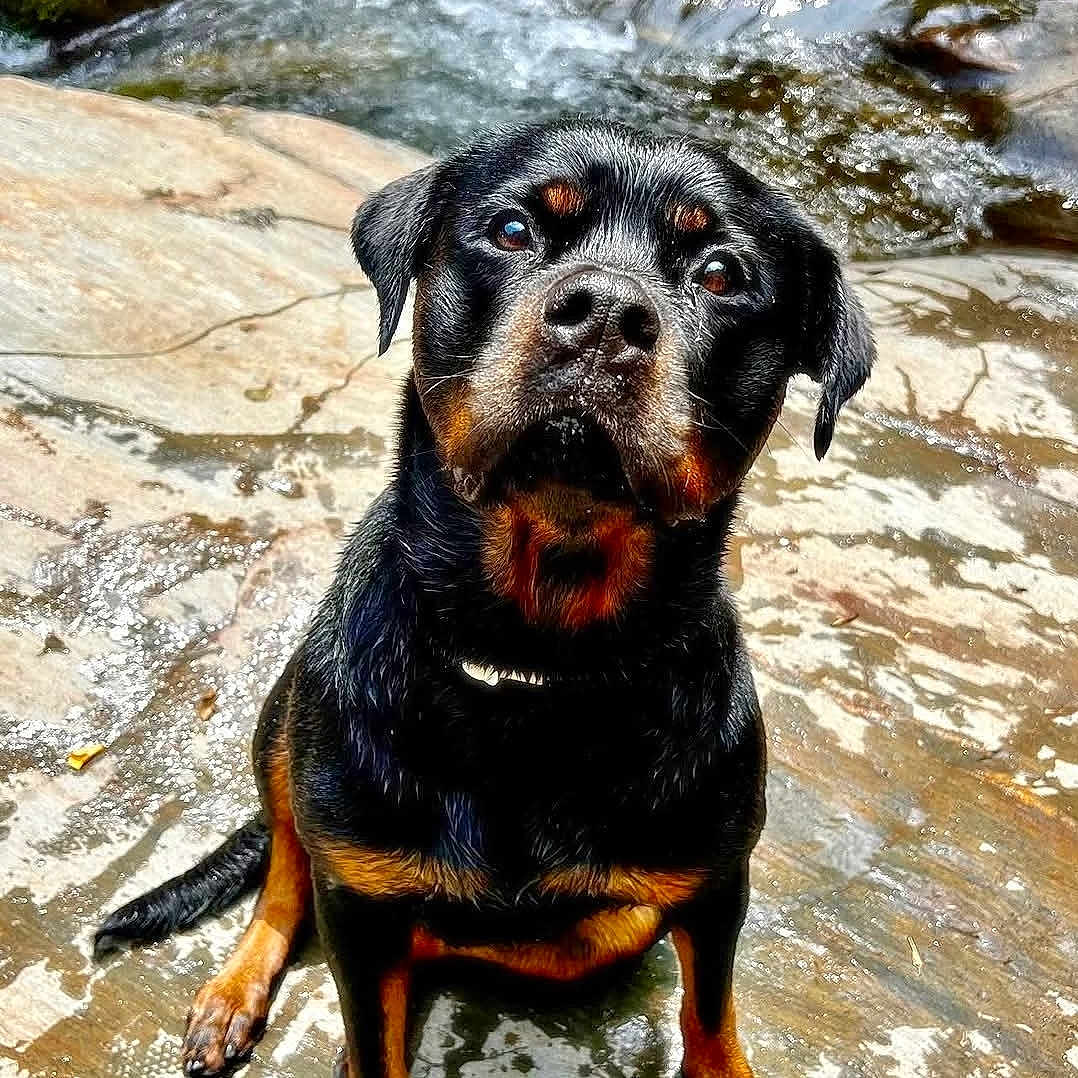 Myra