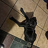Onyx joined the competition — help win amazing prizes! dog, black_dog, pet, animal, lying_down, belly_up, paws, claws, wide_eyes, glossy_fur, indoor, tile_floor, floor, home, vacuum_hose, furniture, shadow, overhead_view, playful, portrait