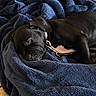 Onyx joined the competition — help win amazing prizes! dog, puppy, black_dog, sleeping, sleepy, resting, blanket, navy_blanket, indoors, cozy, leash, collar, lying_down, closed_eyes, short_hair, pet, animal, relaxed, cute, portrait
