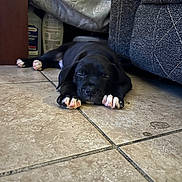 Onyx is registered to the contest to win money with this photo: puppy, dog, black_dog, sleeping, lying_down, paws, white_paws, pet, animal, indoors, tile_floor, couch, furniture, home, cozy, nap, relaxed, portrait, closeup, cute