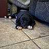 puppy, dog, black_dog, sleeping, lying_down, paws, white_paws, pet, animal, indoors, tile_floor, couch, furniture, home, cozy, nap, relaxed, portrait, closeup, cute