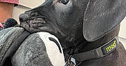 Onyx joined the competition — help win amazing prizes! puppy, dog, black_and_white, short_hair, wide_eyes, floppy_ears, plush_toy, chewing, collar, leash, pet, animal, indoor, portrait, closeup, sitting, cute, playful, black_fur, white_chest