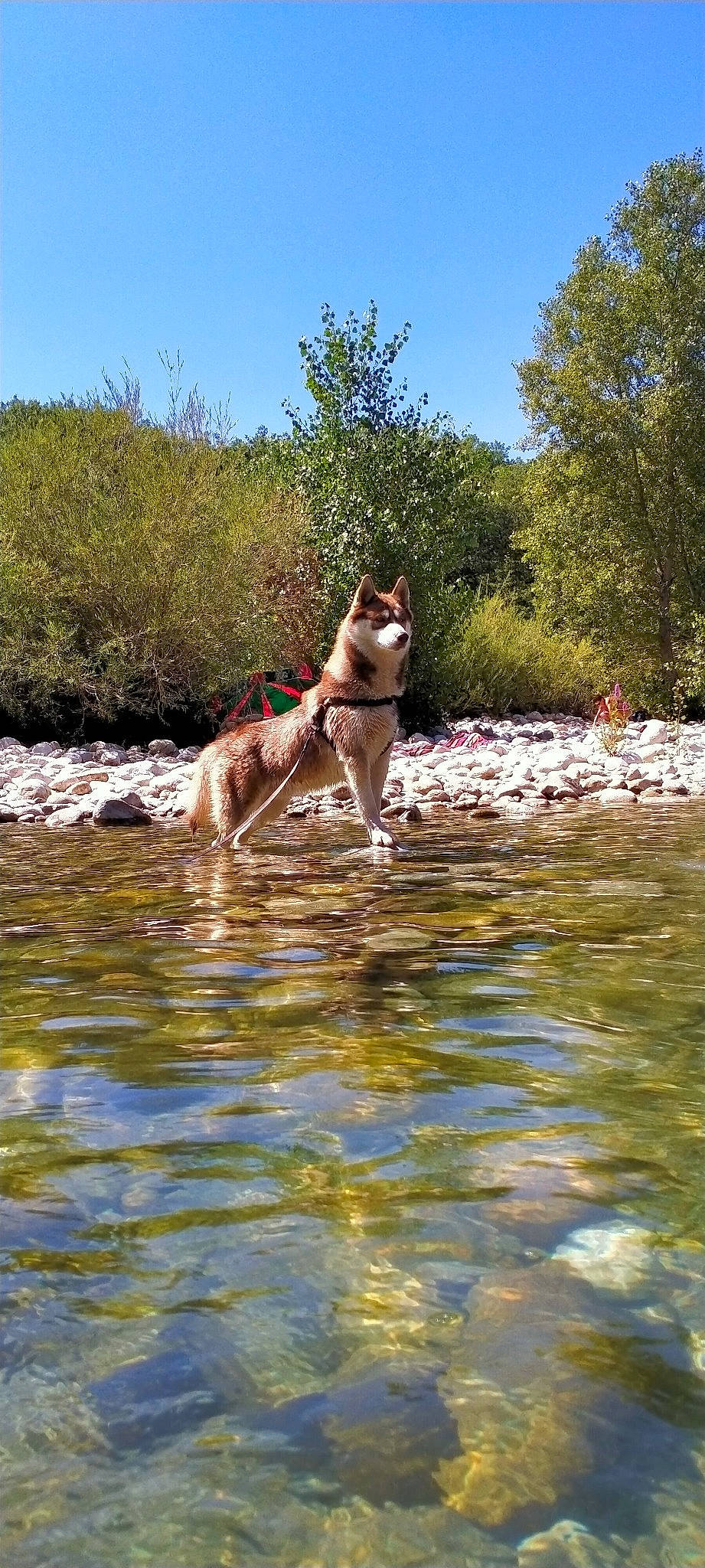 Ryder a rejoint le concours — aidez-le/la à gagner de superbes lots ! bank, carnivore, companion_dog, creek, dog, dog_breed, fawn, fluvial_landforms_of_streams, grass, gun_dog, lake, landscape, leisure, plant, recreation, sky, stream, tree, water, working_animal